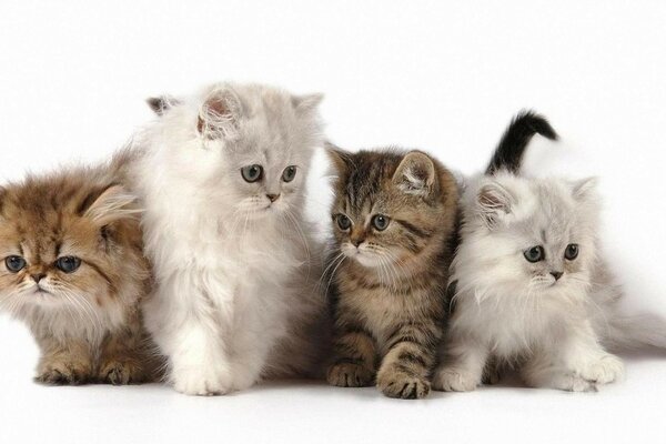 Petits chatons moelleux sur fond blanc