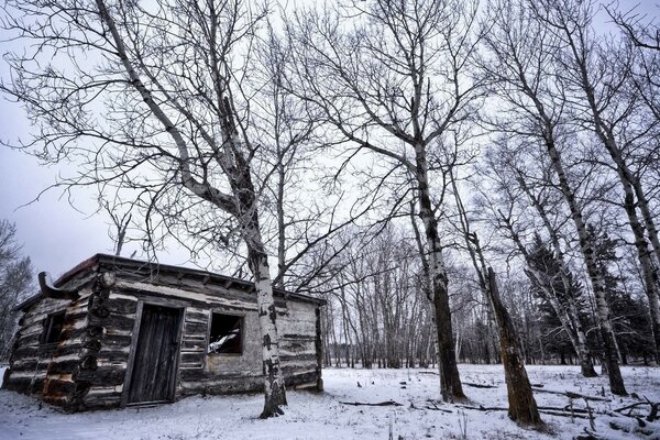 An abandoned house in the winter forest