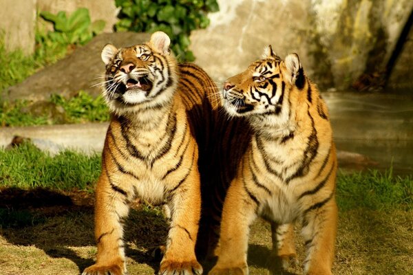 Dos representantes de tigres en el río