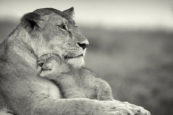 Black and white photo of a lioness and a cub in the wild