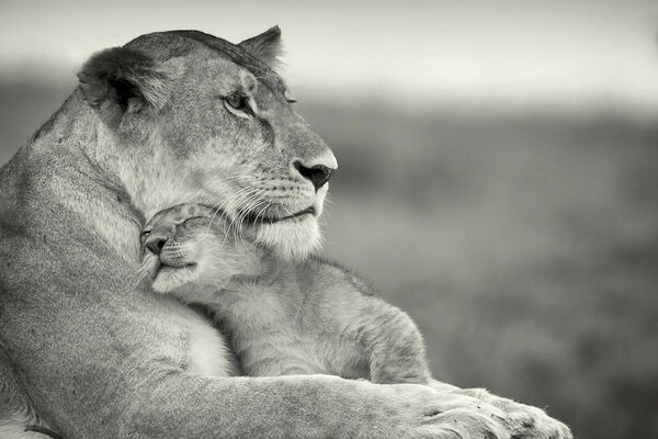 黑白照片的母狮和幼崽在野外