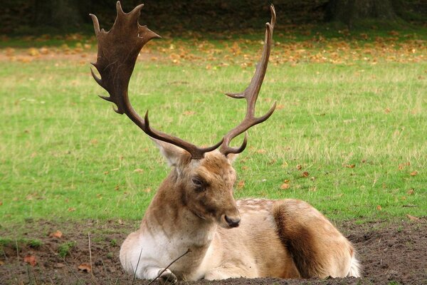 Incroyablement bel animal de la faune