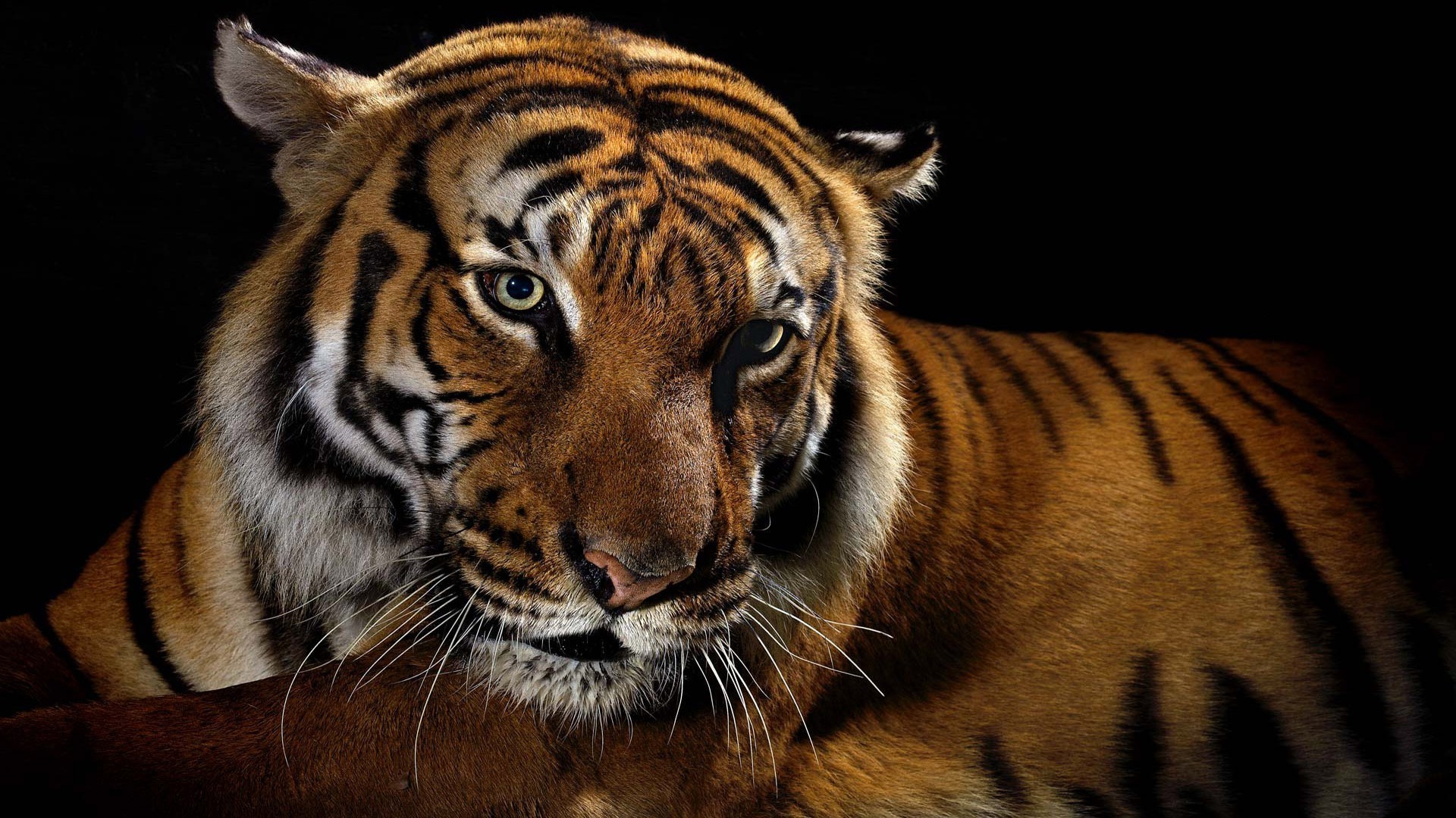 tiger tiger katze tierwelt raubtier zoo streifen säugetier dschungel tier jäger fleischesser aggression tiger sibirisch safari suchen tiger pelz böse groß