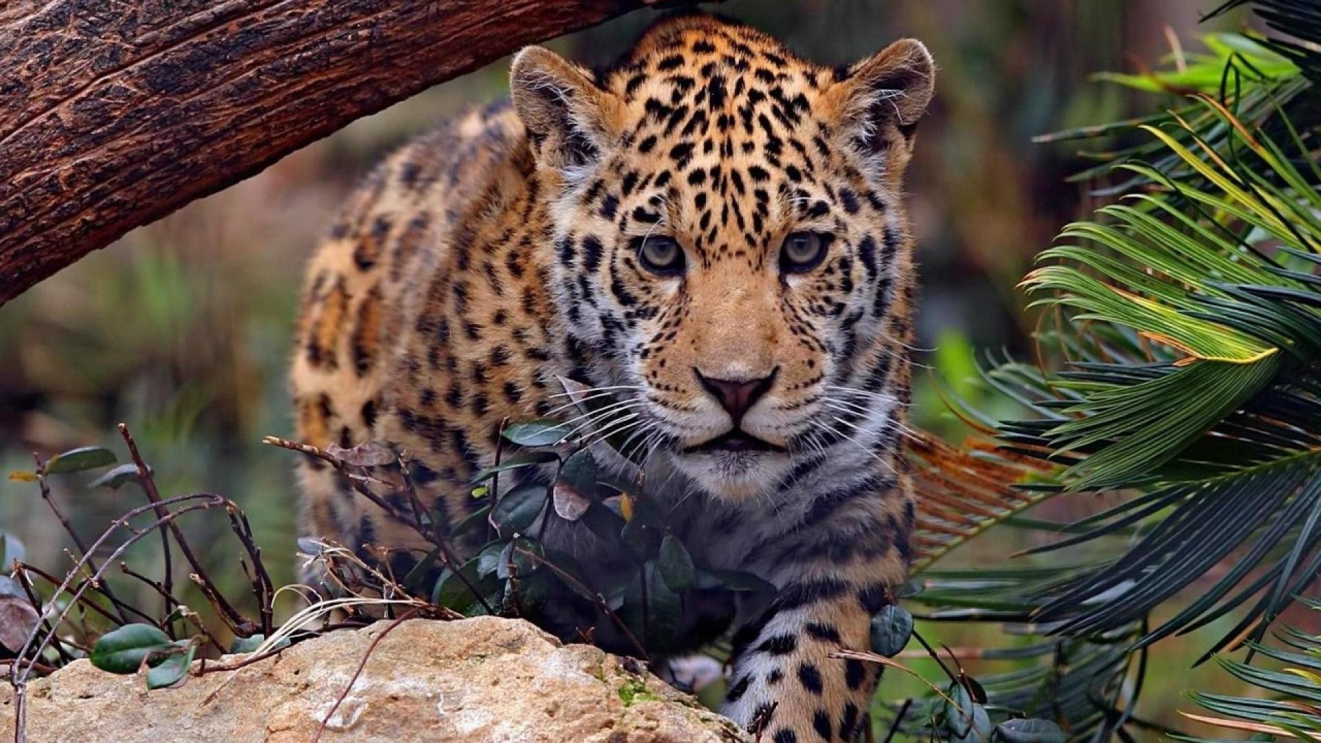 природа животные леопард загрузить