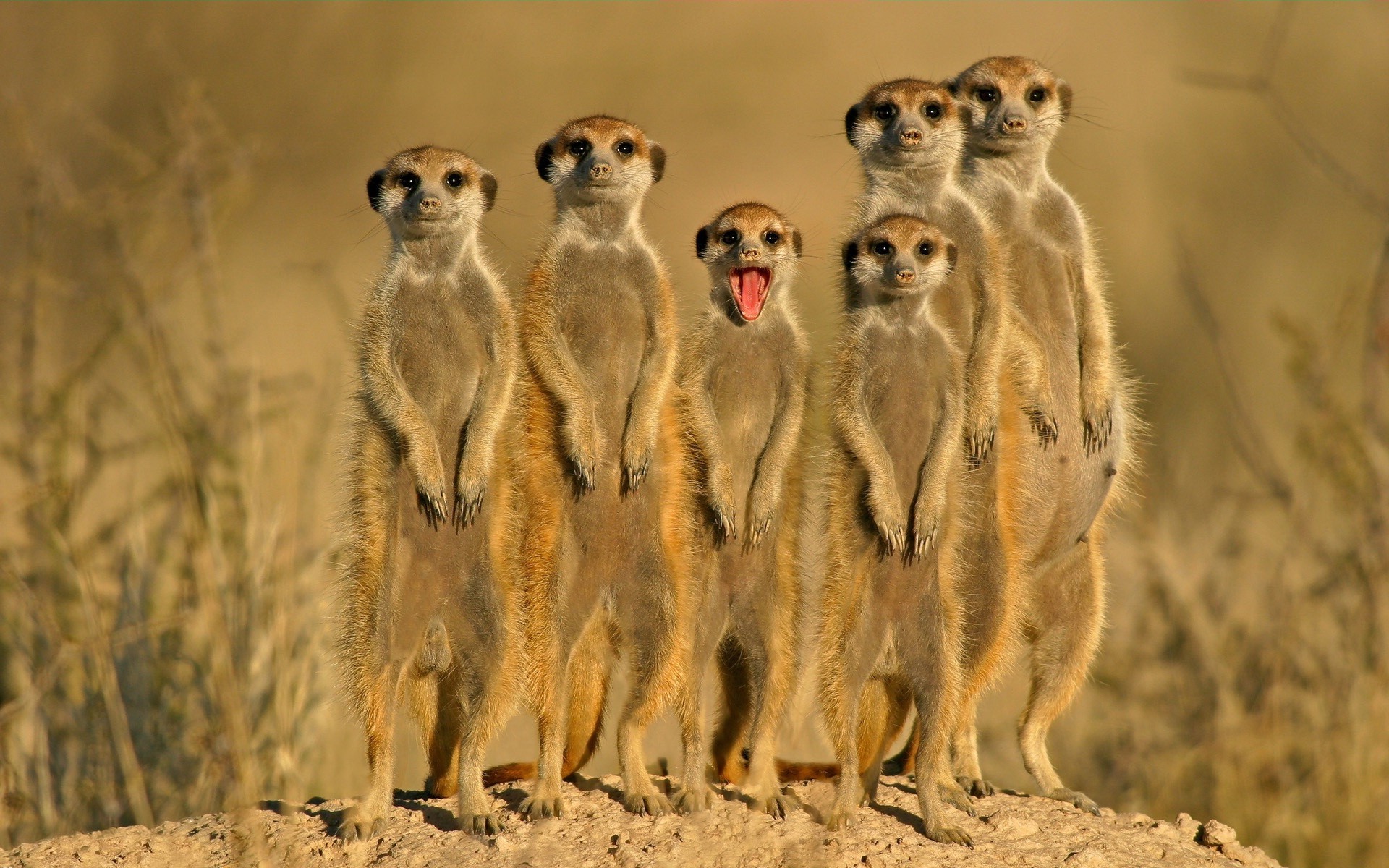 animais mamífero vida selvagem animal natureza grama selvagem safari parque ao ar livre