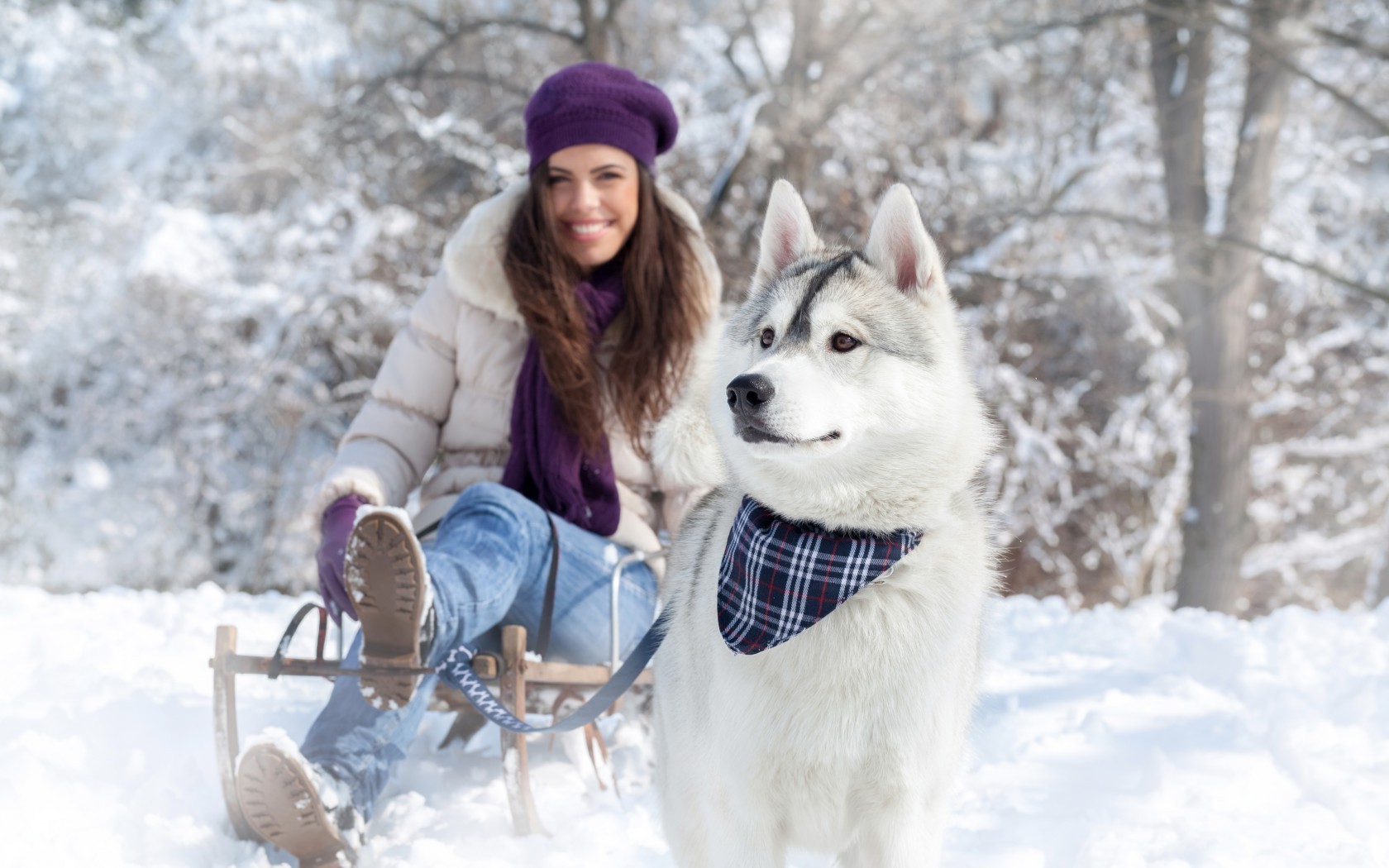 animaux hiver neige froid traîneau gel à l extérieur saison traîneau givré glace bois plaisir femme couverture écharpe météo nature gants