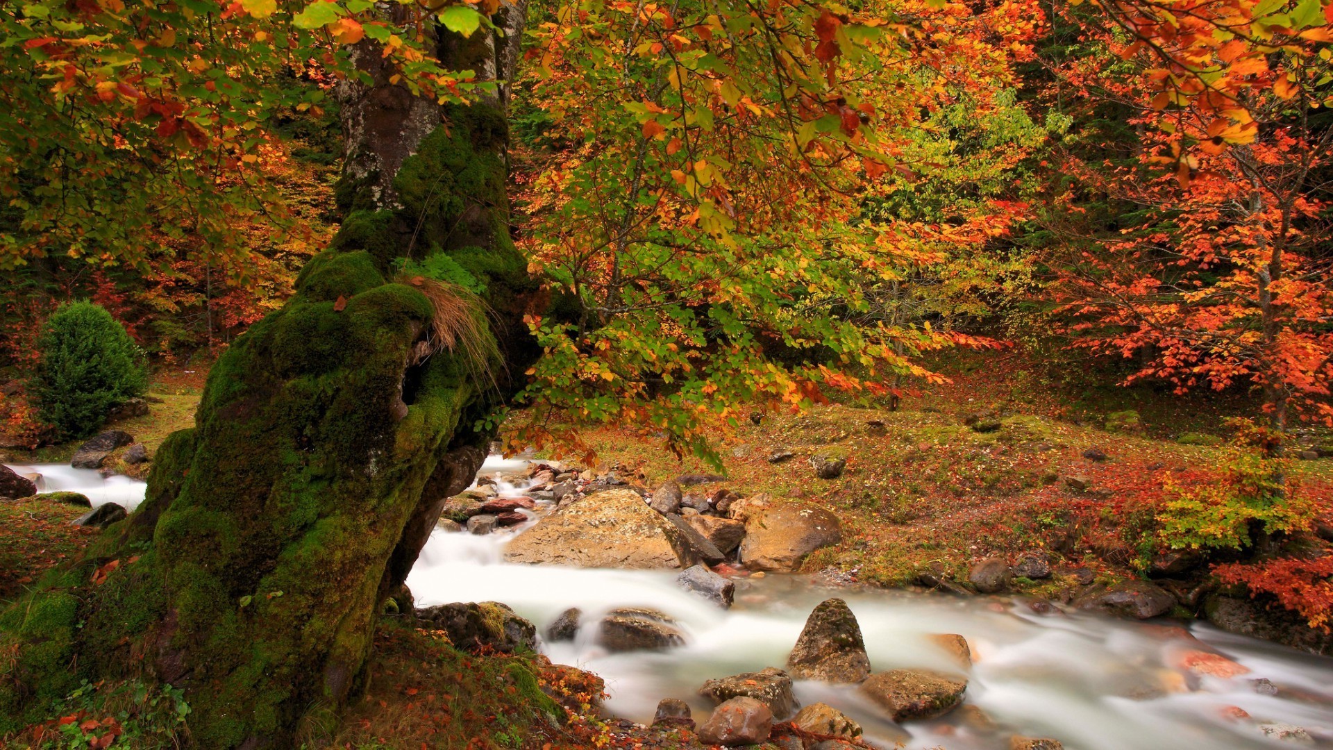 cascadas otoño hoja al aire libre agua madera árbol naturaleza paisaje río arce escénico cascada viajes exuberante corriente luz del día parque musgo