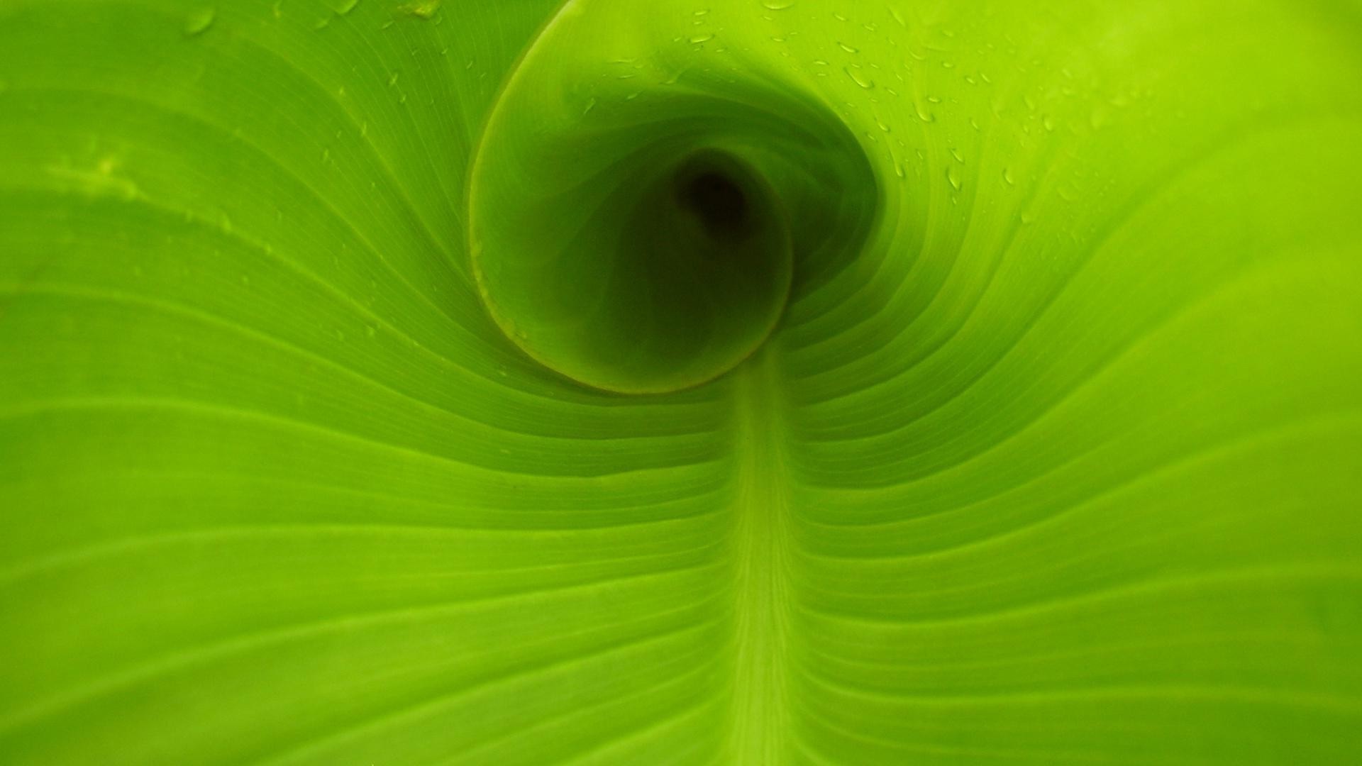 folioles feuille flore résumé bureau couleur lumineux nature veines croissance texture jardin fraîcheur