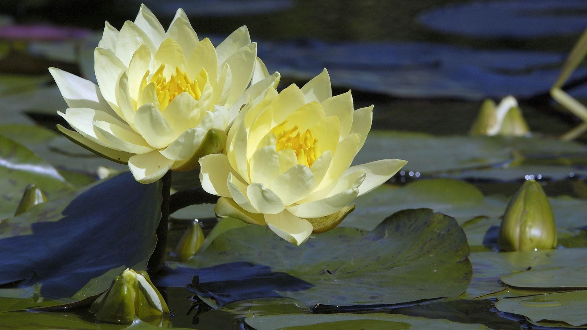 水中的花 莲花 池 花 百合 叶 自然 盛开 植物群 睡莲 花园 花瓣 游泳 水 夏天 禅 冥想 公园 花卉 美丽