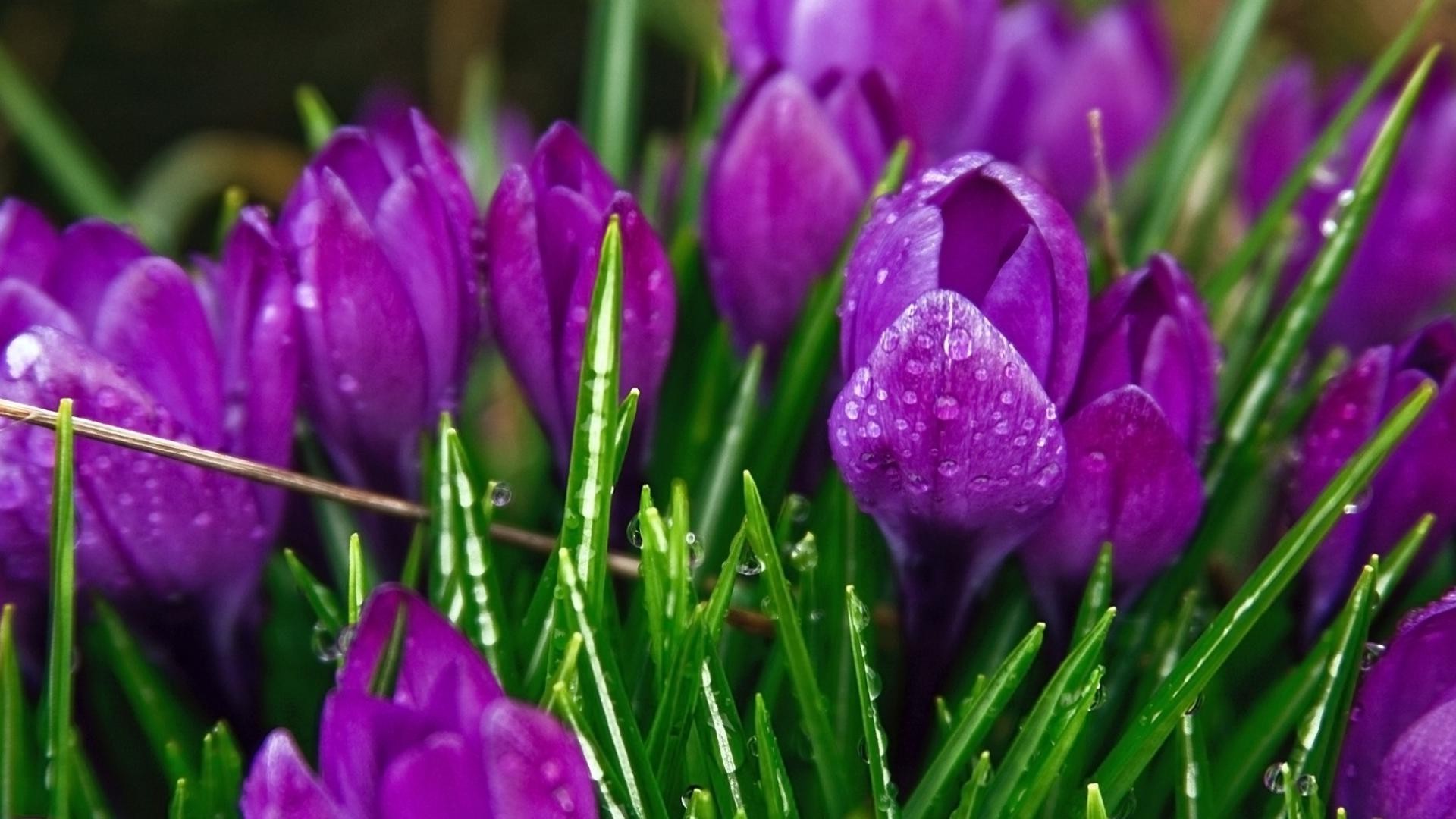 tulipanes naturaleza pascua flor flora jardín tulipán hoja verano color estación floral brillante bluming crecimiento ramo hierba campo al aire libre pétalo