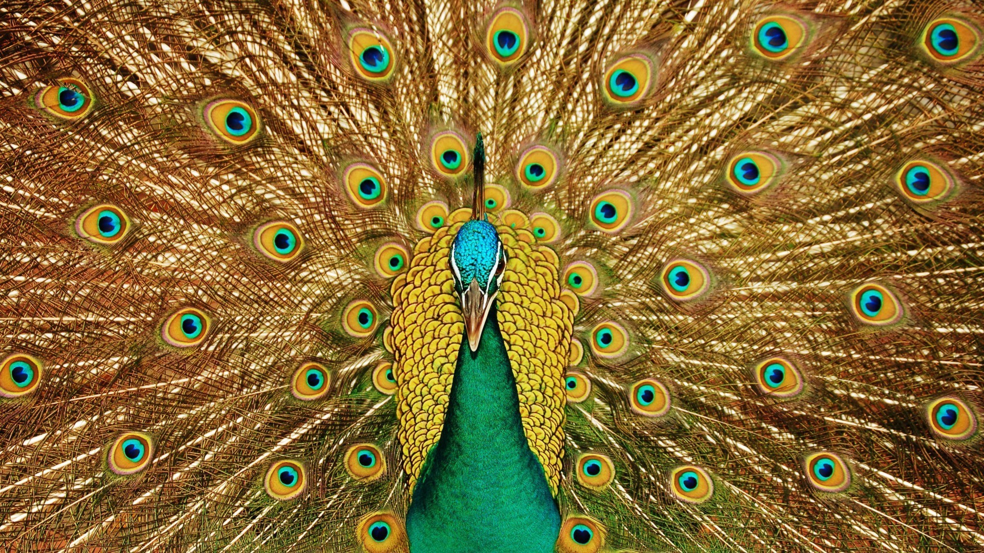 animaux paon queue oiseau plume paon rituel modèle turquoise lumineux danse exposition coq cou multi tropical zoo couleur lumineux bureau texture