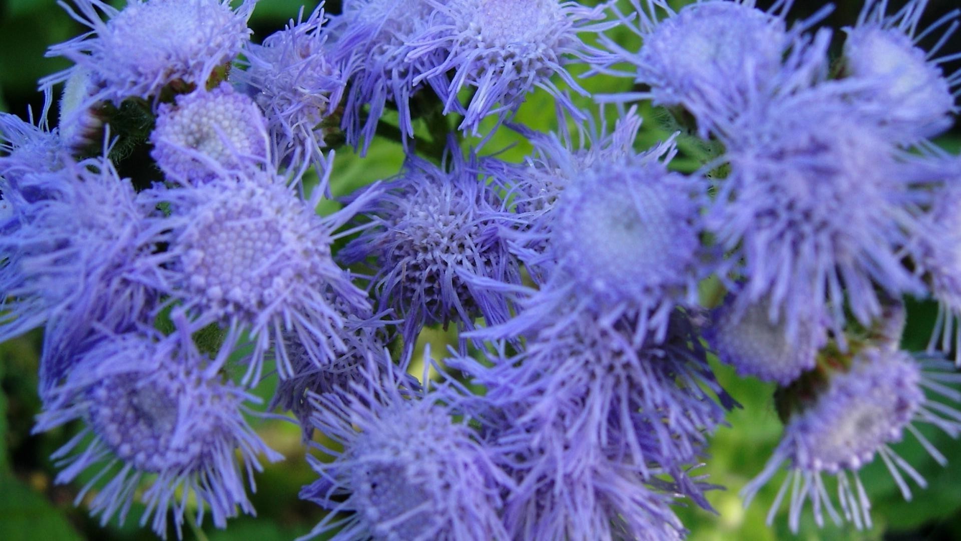 blumen natur flora blume garten sommer kopf farbe blühen wild feld blumen schließen violet hell blatt staude wachstum schön blütenblatt