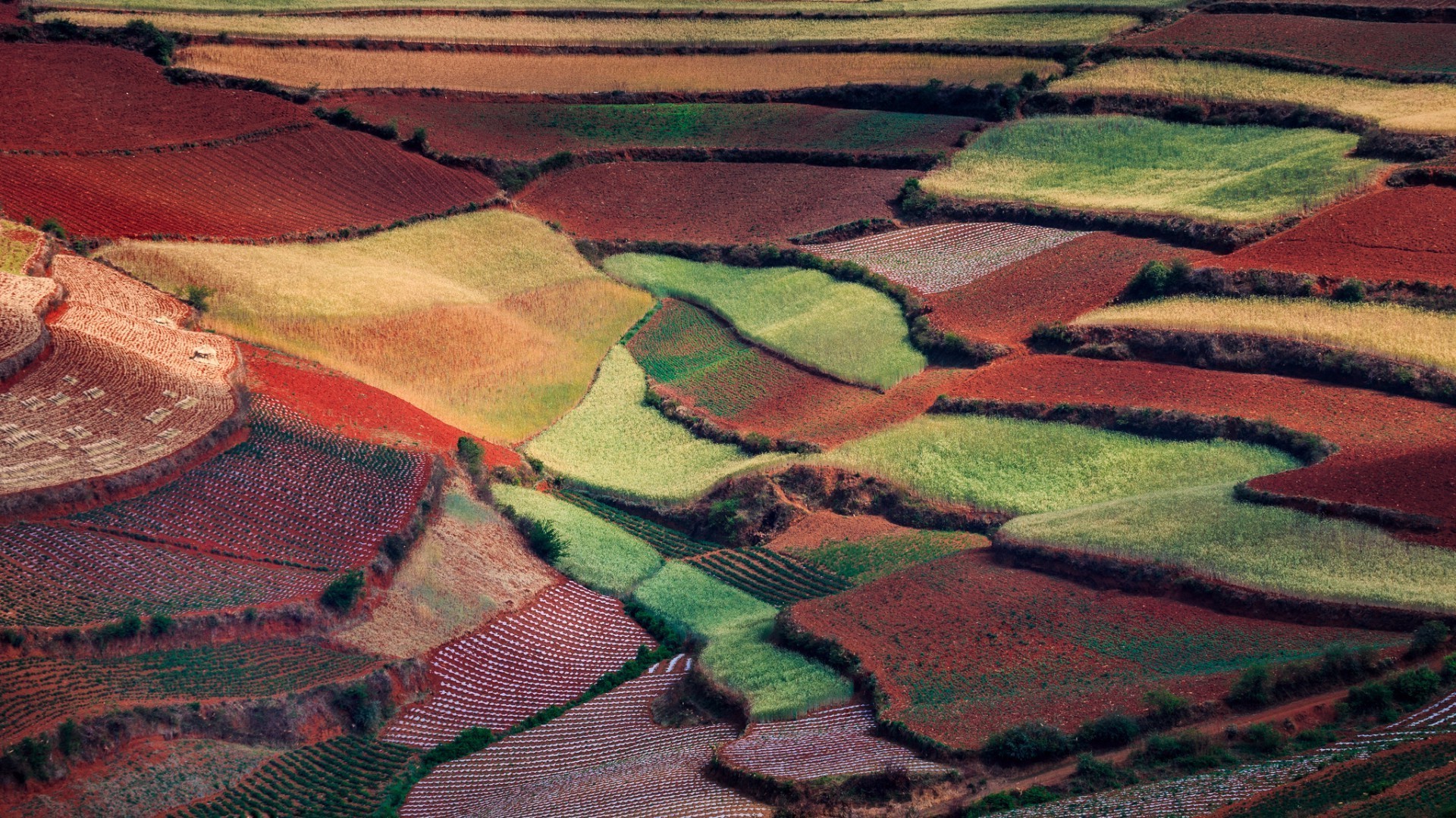 fields meadows and valleys cropland pattern landscape texture desktop agriculture farm environment