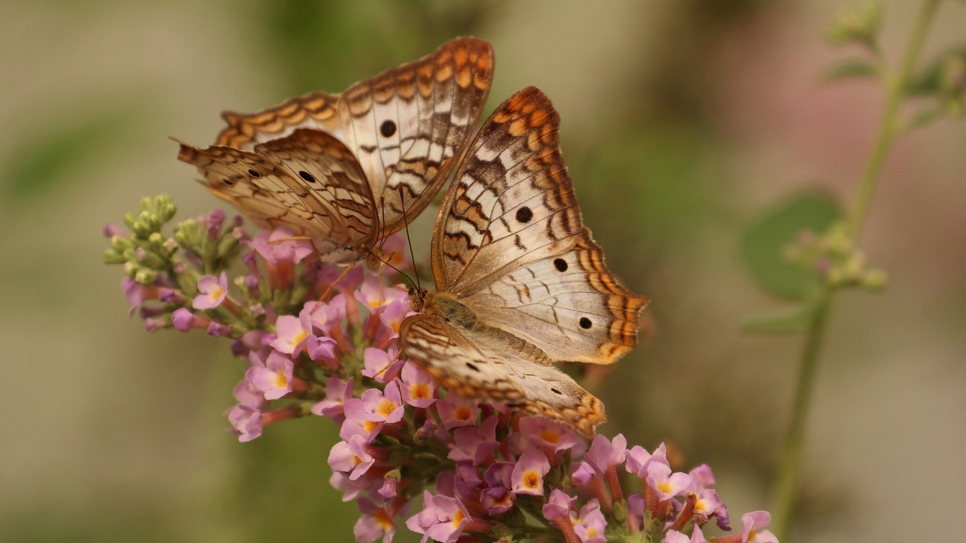 hayvanlar kelebek doğa böcek çiçek yaban hayatı açık havada flora bahçe yaz hayvan vahşi küçük kanat yaprak omurgasızlar renk güzel narin lepidoptera