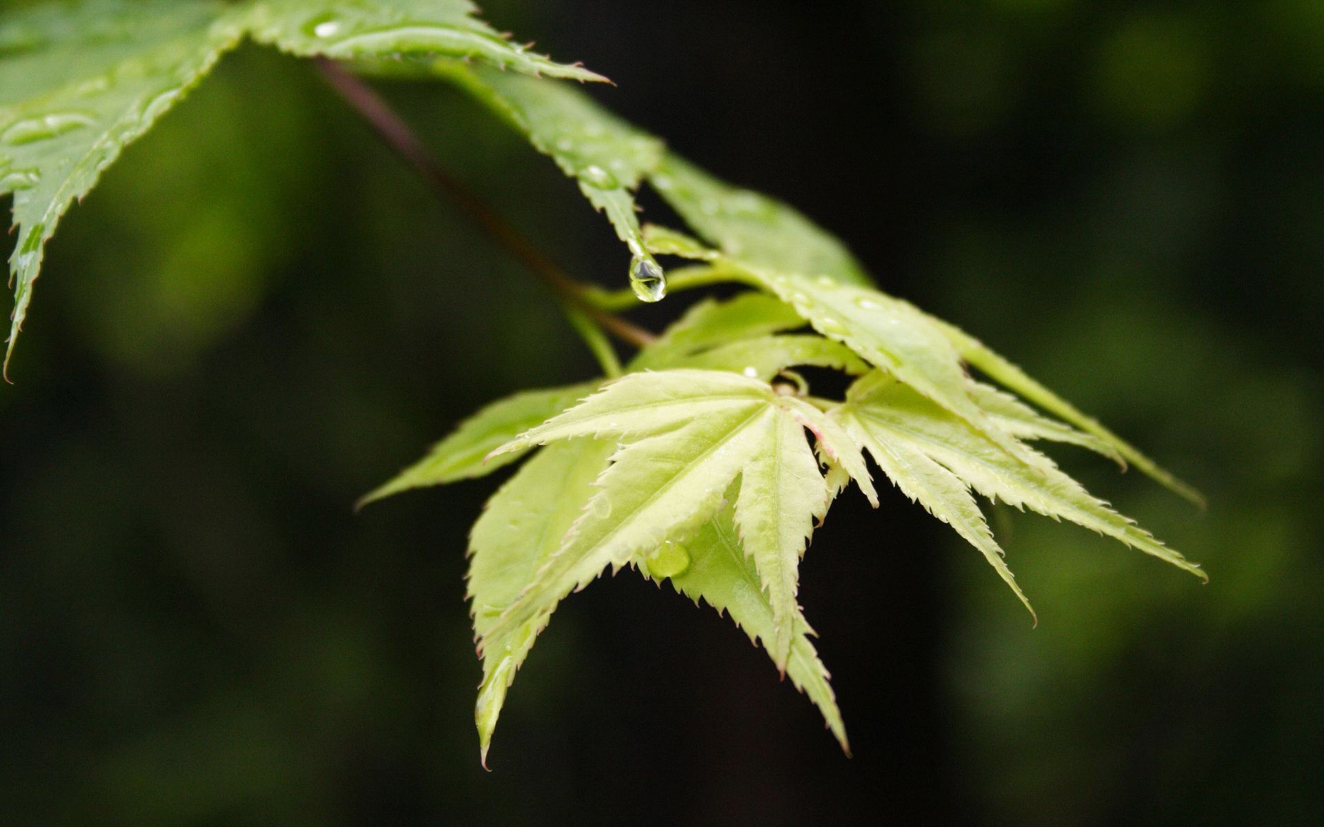 primavera foglia natura flora giardino esterno estate close-up crescita ambiente albero colore lussureggiante ramo luce brillante erba vicino marijuana