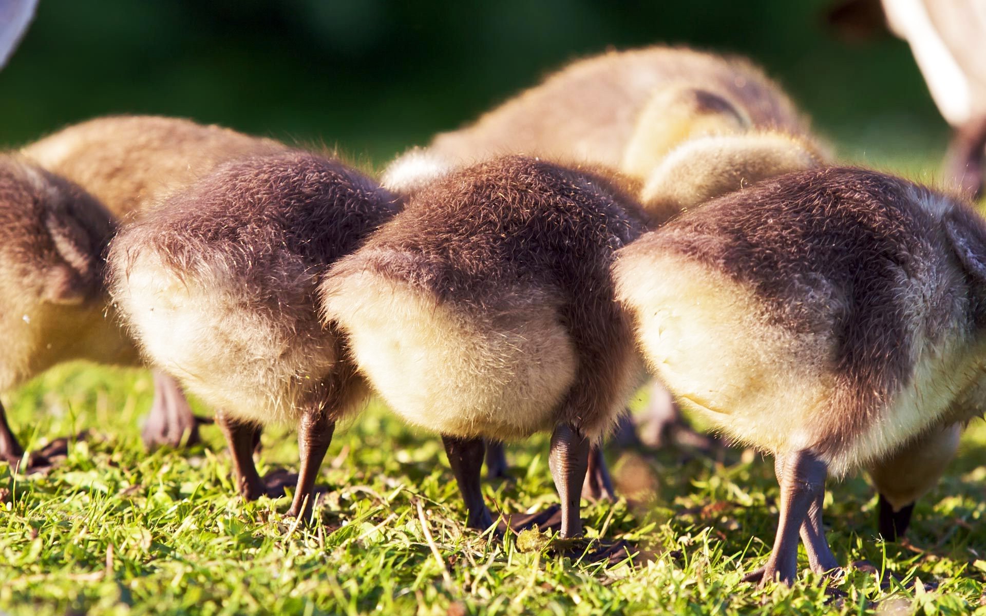 animaux oie herbe la nature la faune animal en plein air oiseau dame peu sauvage oiseaux jeune ferme mignon deux