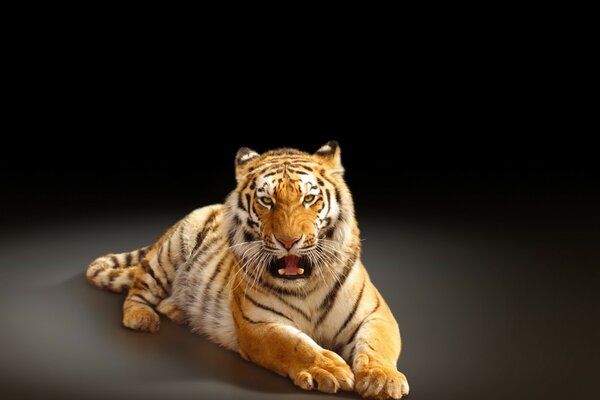 A roaring tiger on a black background