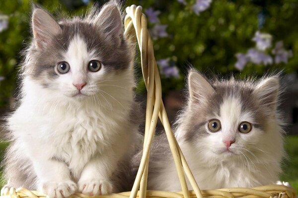 Gatitos lindos en una cesta de paja