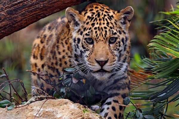 Majestätischer Leopard in freier Wildbahn