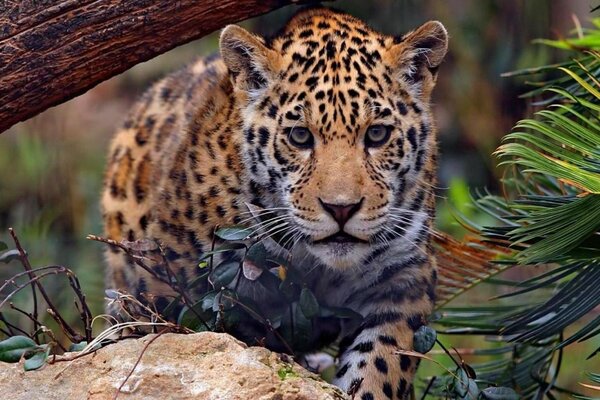 Величественный леопард в дикой природе