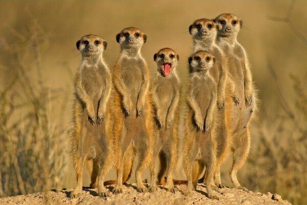 Animais selvagens da savana