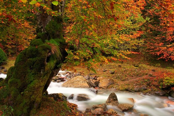 Wasserfall im Herbstwald