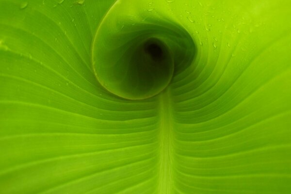 Bright Green Twisted leaf