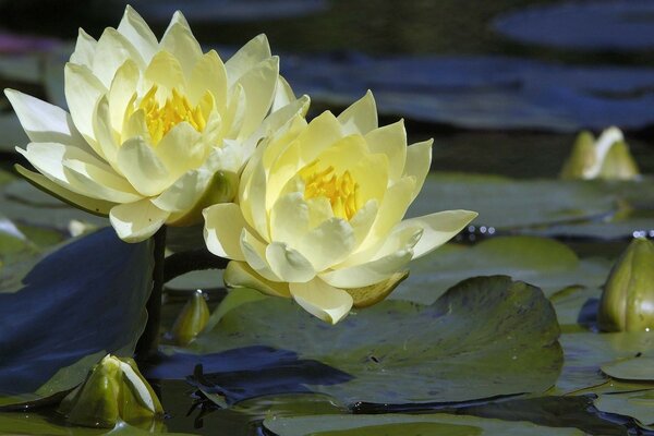 Lotus blanc au milieu des marais