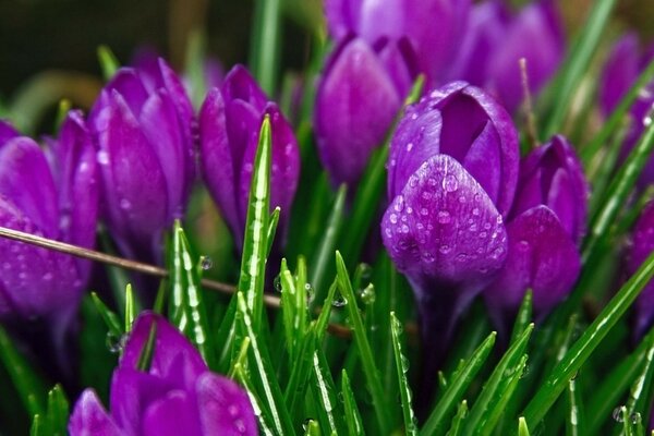 Brotes de flores moradas en la hierba