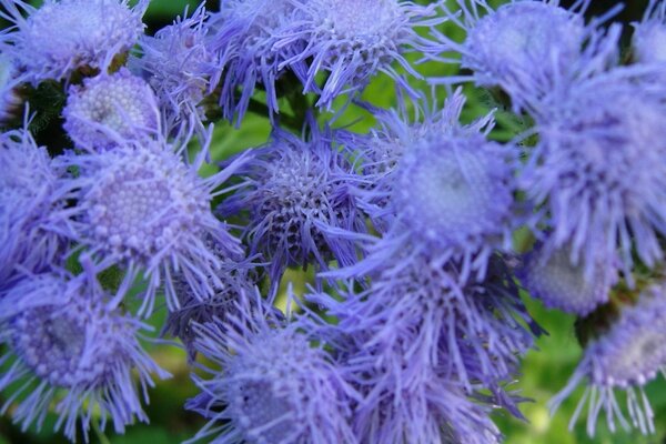 Approximate incomprehensible purple flower