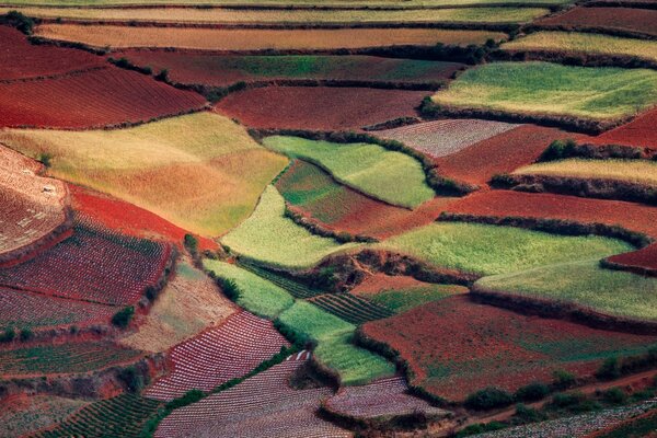 Autumn variegated colors of sowing fields