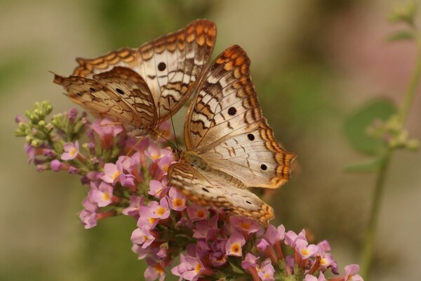 Deux papillons mangent du nectar avec une fleur rose