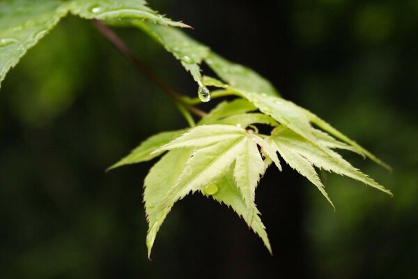 Japanese maple leaves with raindrops