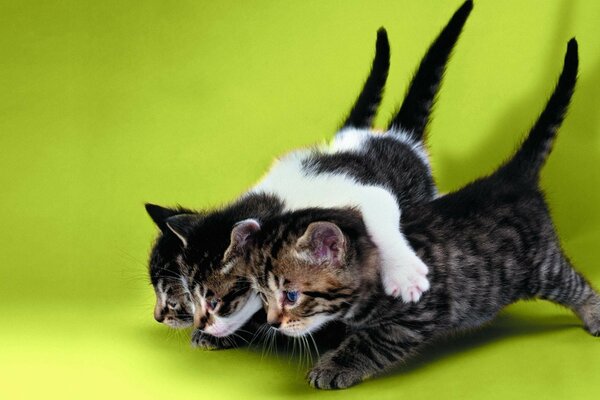 Three kitten brothers have conceived another prank