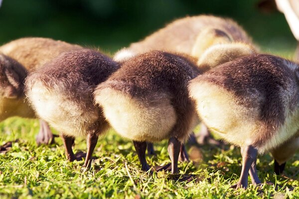 Patitos jóvenes en la hierba, vista trasera