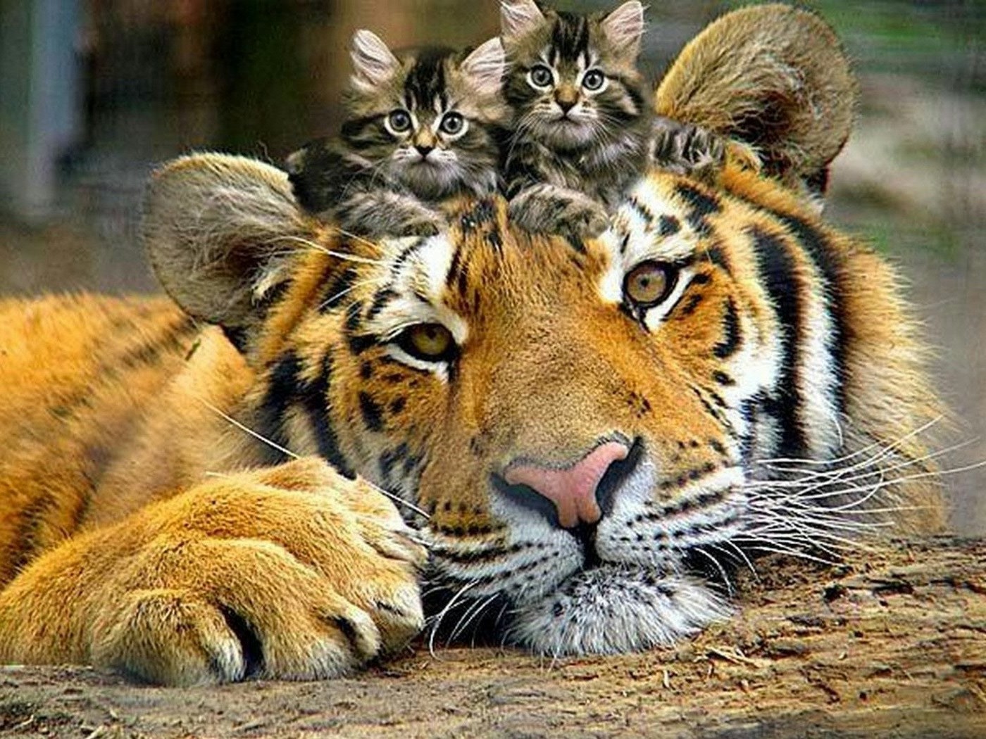животные кошка дикой природы животное млекопитающее дикий хищник природа зоопарк мясоед охотник мех сафари джунгли тигр большой