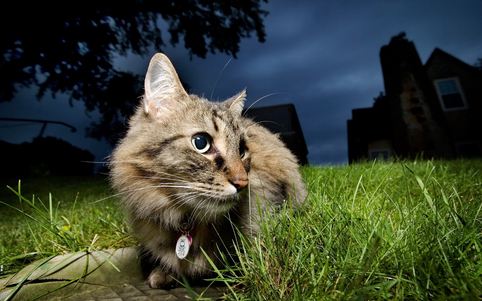 gatos hierba animal naturaleza gato mamífero lindo mascota