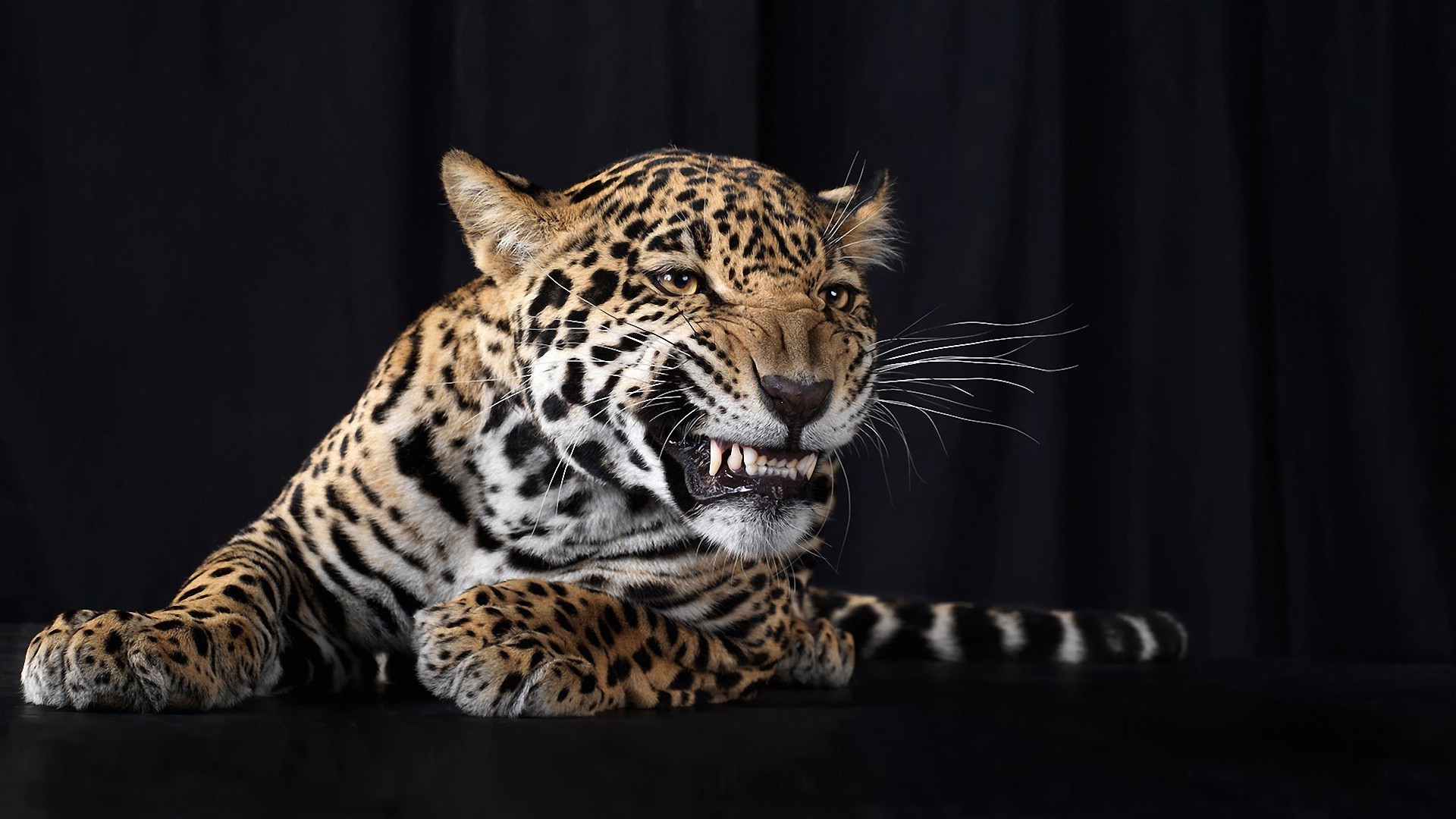 animaux chat faune mammifère léopard tigre prédateur danger animal fourrure jungle zoo mangeur de viande chasseur en colère agression portrait sauvage oeil