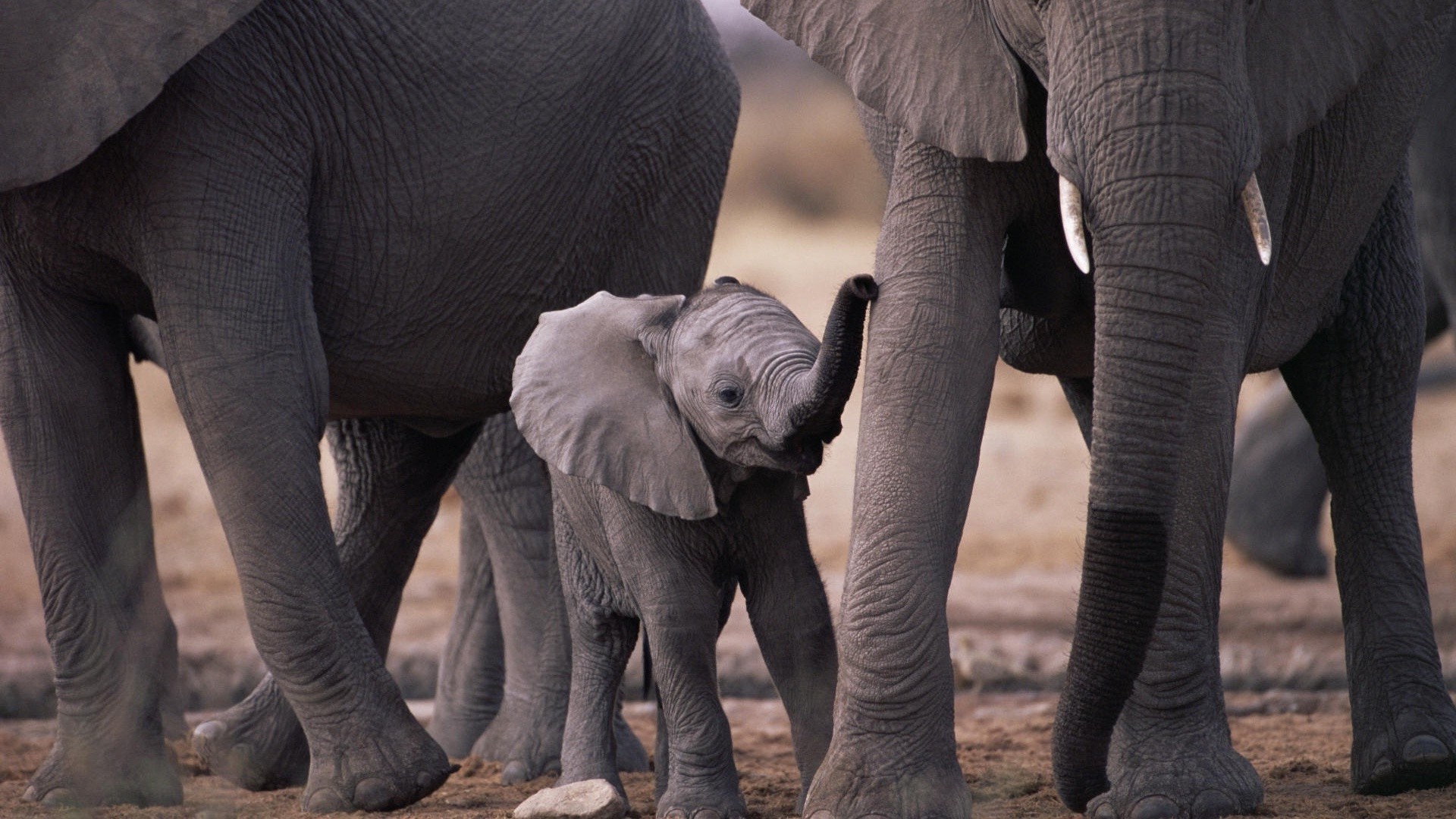 Слоненок с мамой бесплатно