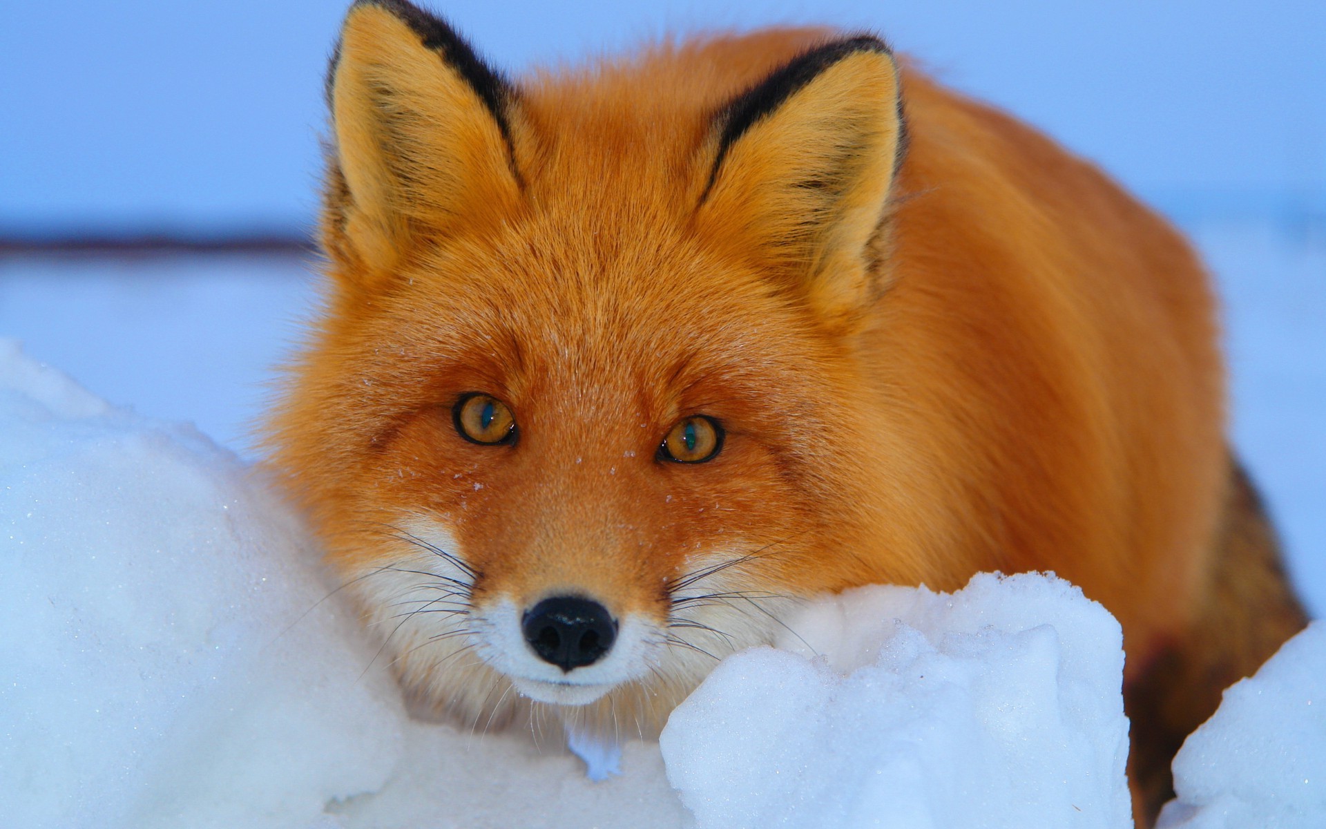 fox mammal wildlife snow cute fur animal