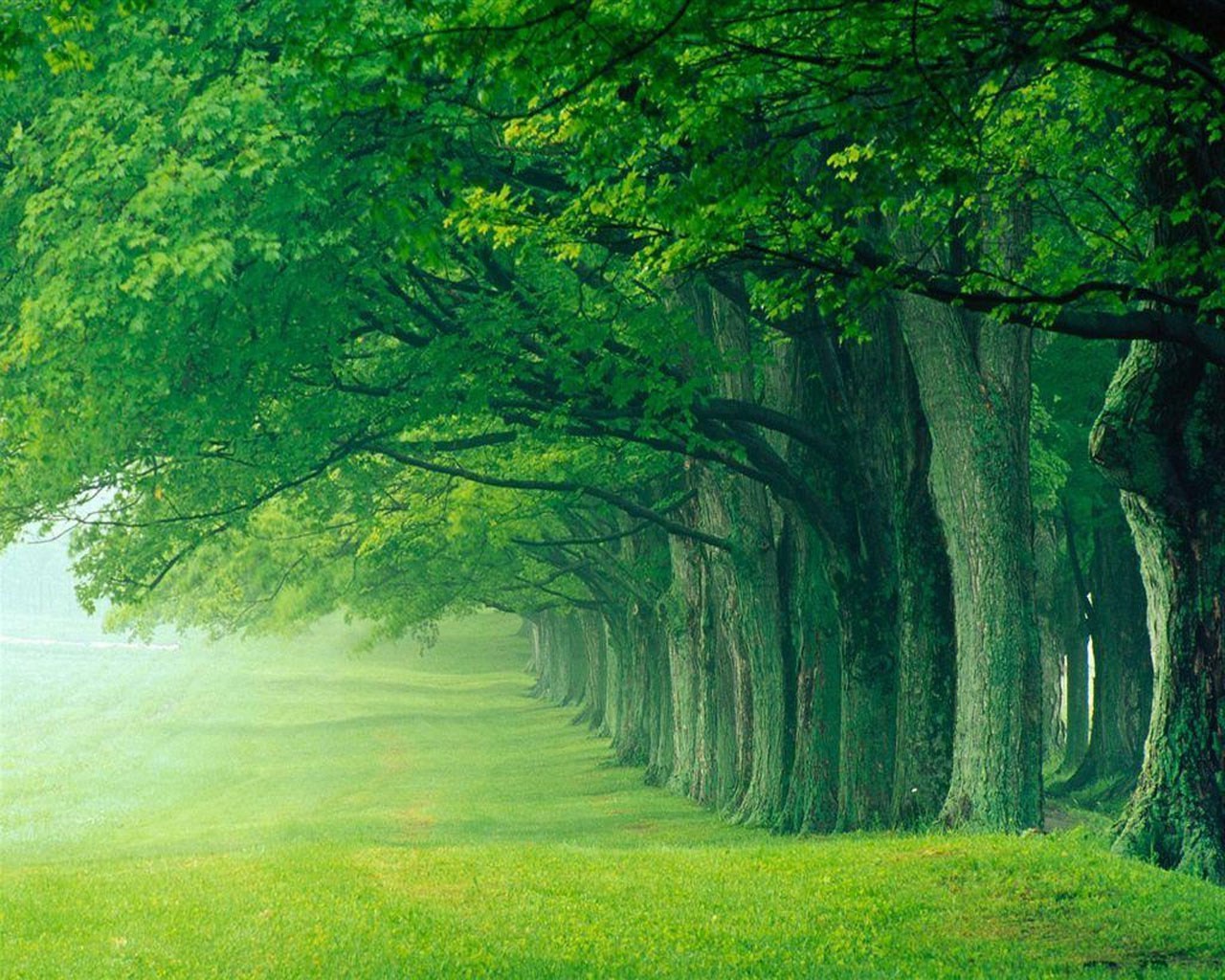 verano madera árbol paisaje naturaleza hoja amanecer hierba niebla niebla parque sol exuberante buen tiempo otoño al aire libre campo guía paisaje