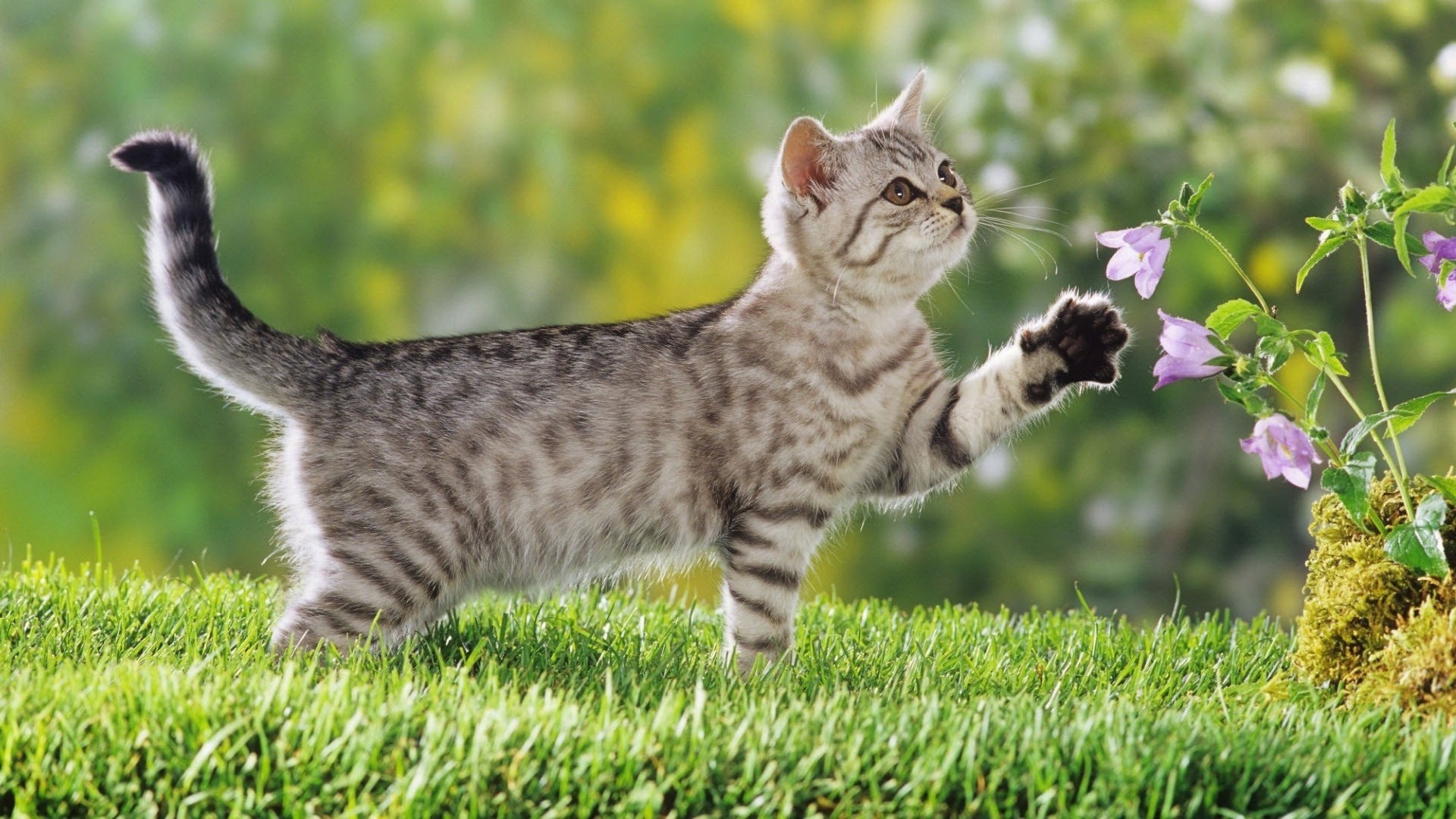 gatos animal gato hierba lindo mamífero doméstico naturaleza mascota gatito pequeño pelaje joven abajo curioso adorable bebé retrato ver raza peludo