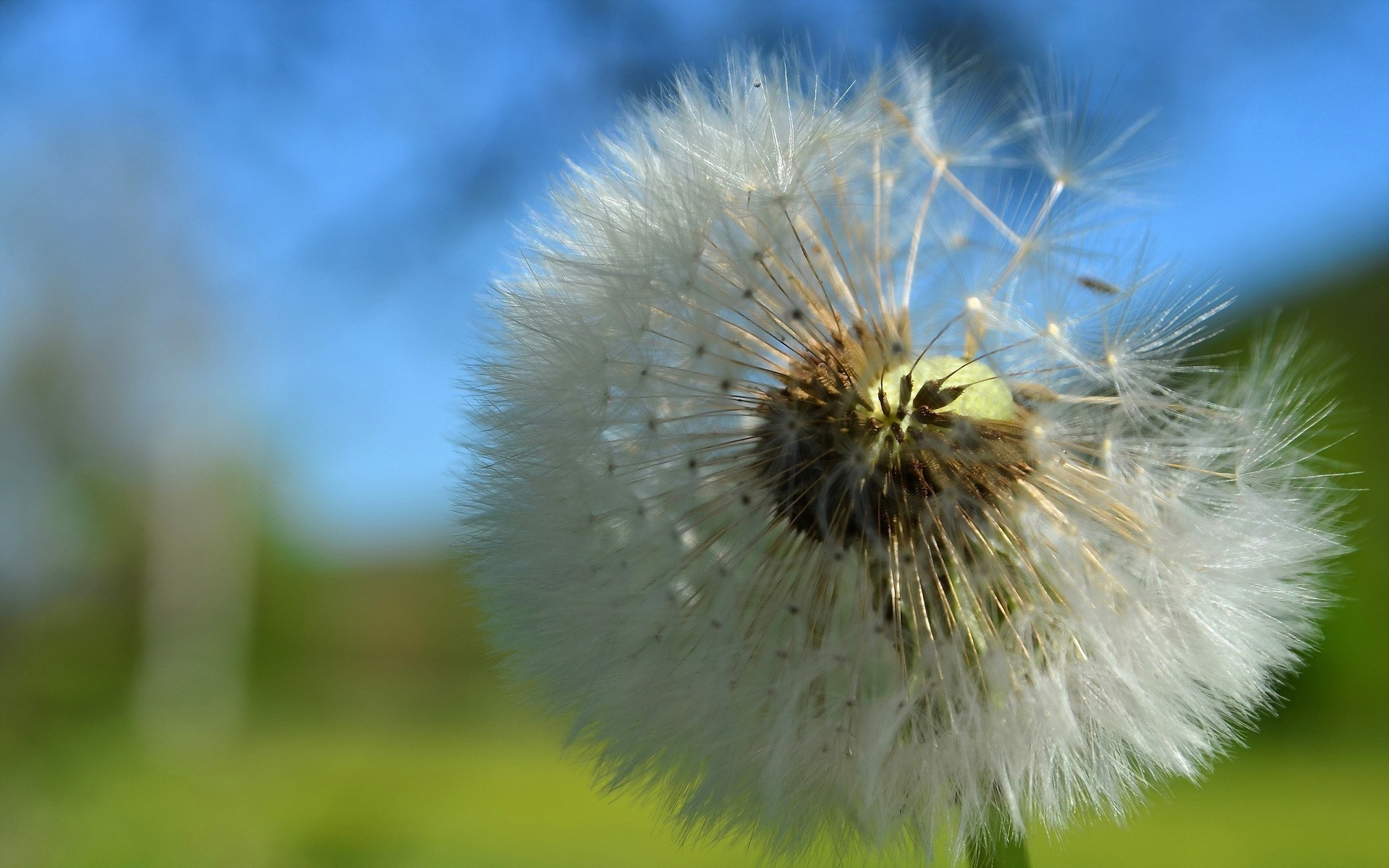 blumen löwenzahn natur blume flora sommer flaumig samen wachstum gras garten im freien schließen heuhaut saison zart hell farbe kopf pollen