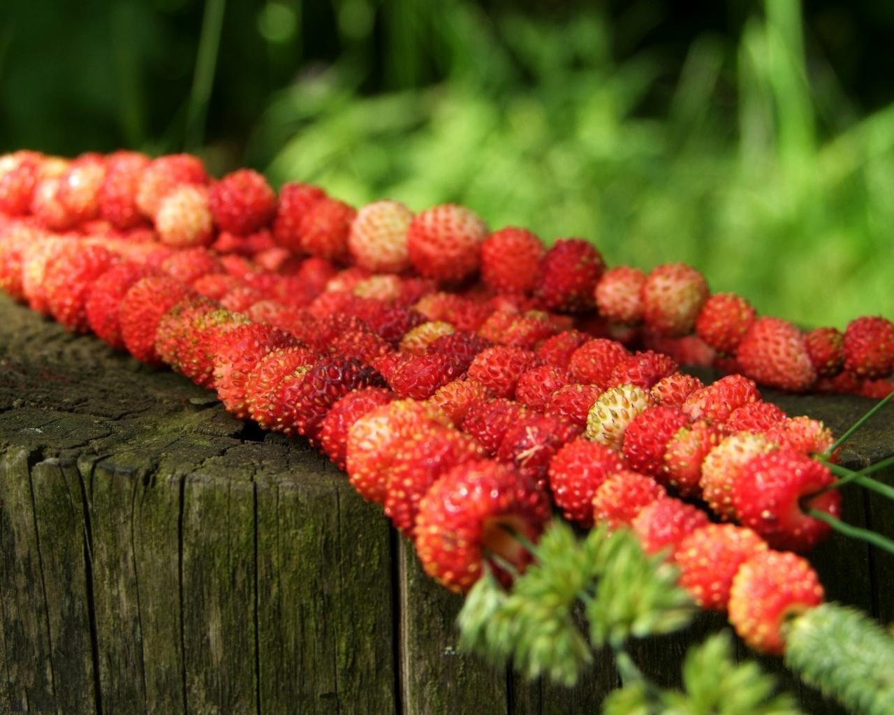 baies nourriture fruits nature grandir arbre baie jardin en bonne santé feuille couleur agriculture gros plan bureau flore à l extérieur récolte saison pâturage été