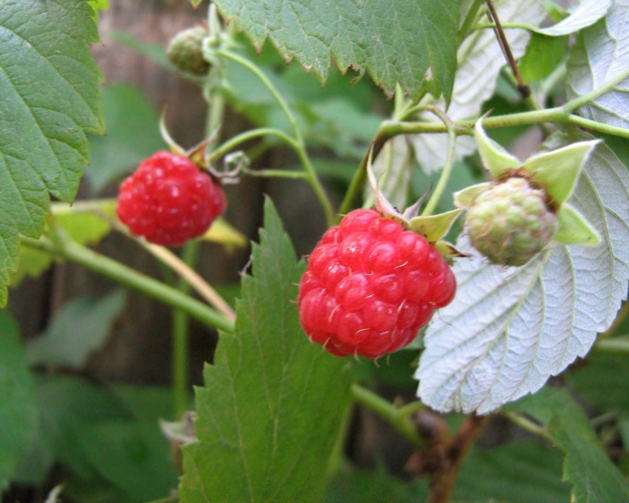 bayas fruta baya comida pastelería saludable hoja delicioso frambuesa delicioso dieta jugosa naturaleza jardín dulce pasto salud verano cosecha frescura nutrición