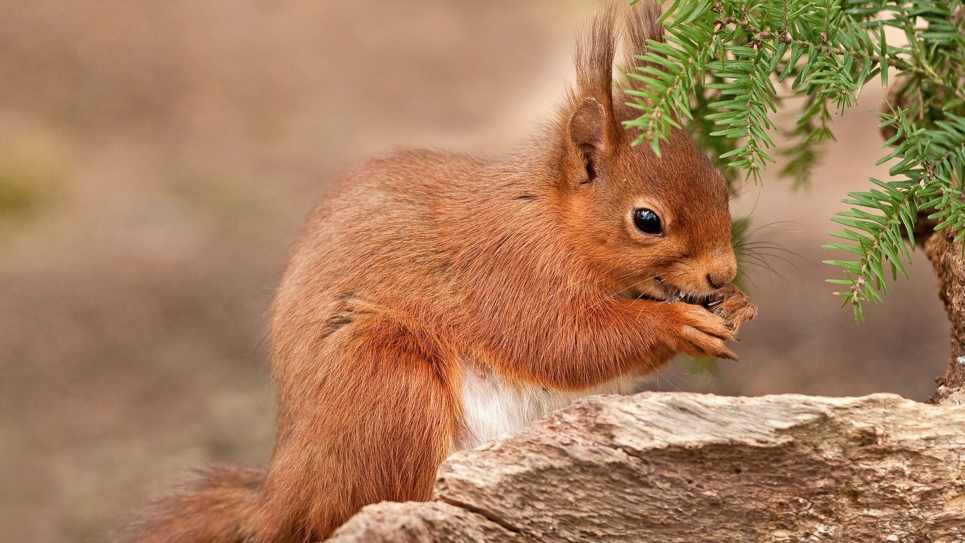 scoiattolo fauna selvatica natura mammifero carino scoiattolo selvaggio roditore all aperto pelliccia animale sedersi parco legno