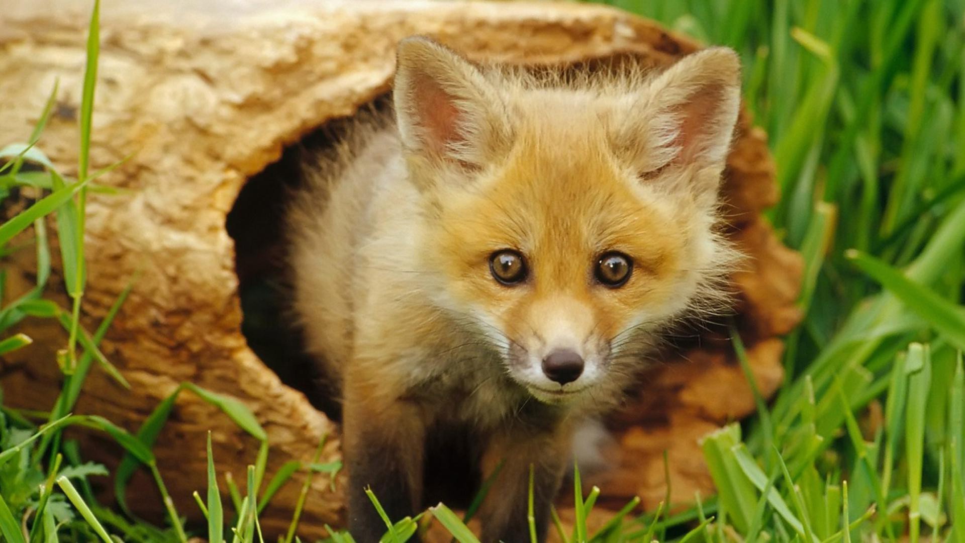 fox cute grass nature animal little mammal wildlife fur young outdoors