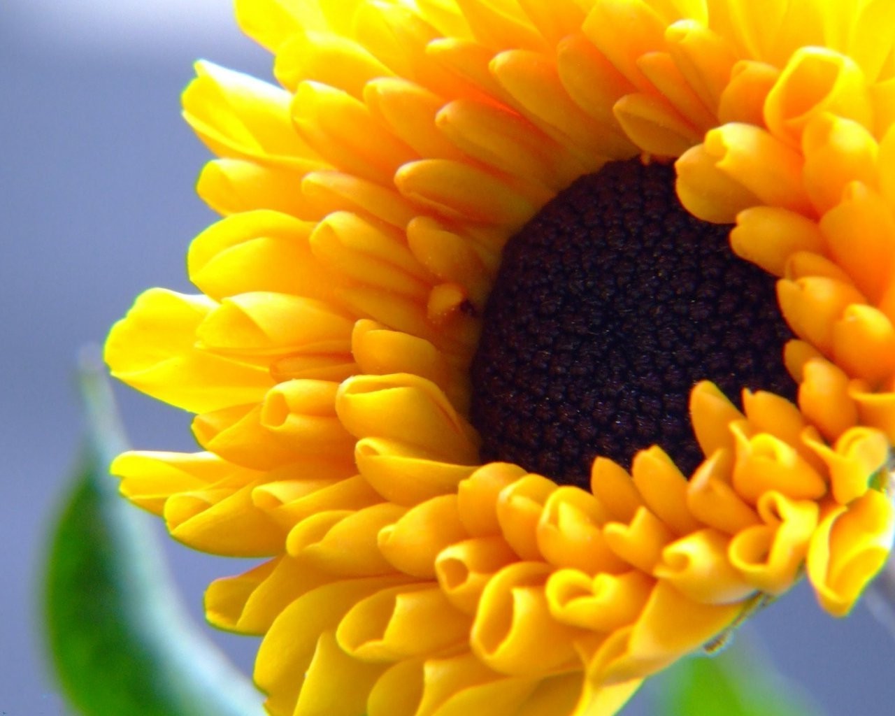 tournesols nature été flore lumineux gros plan couleur feuille fleur