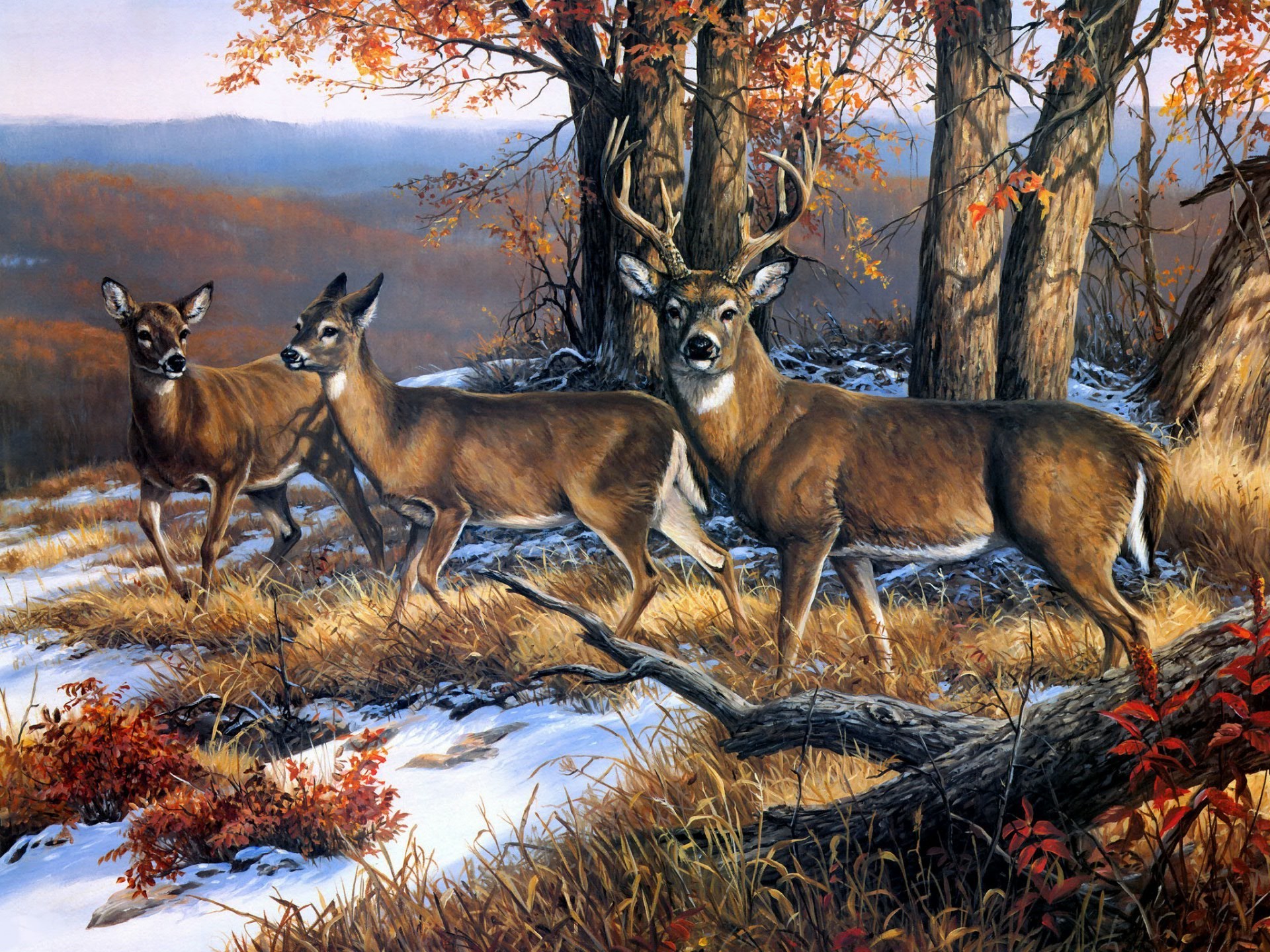 animals mammal deer wildlife outdoors fall nature tree winter park wood antelope