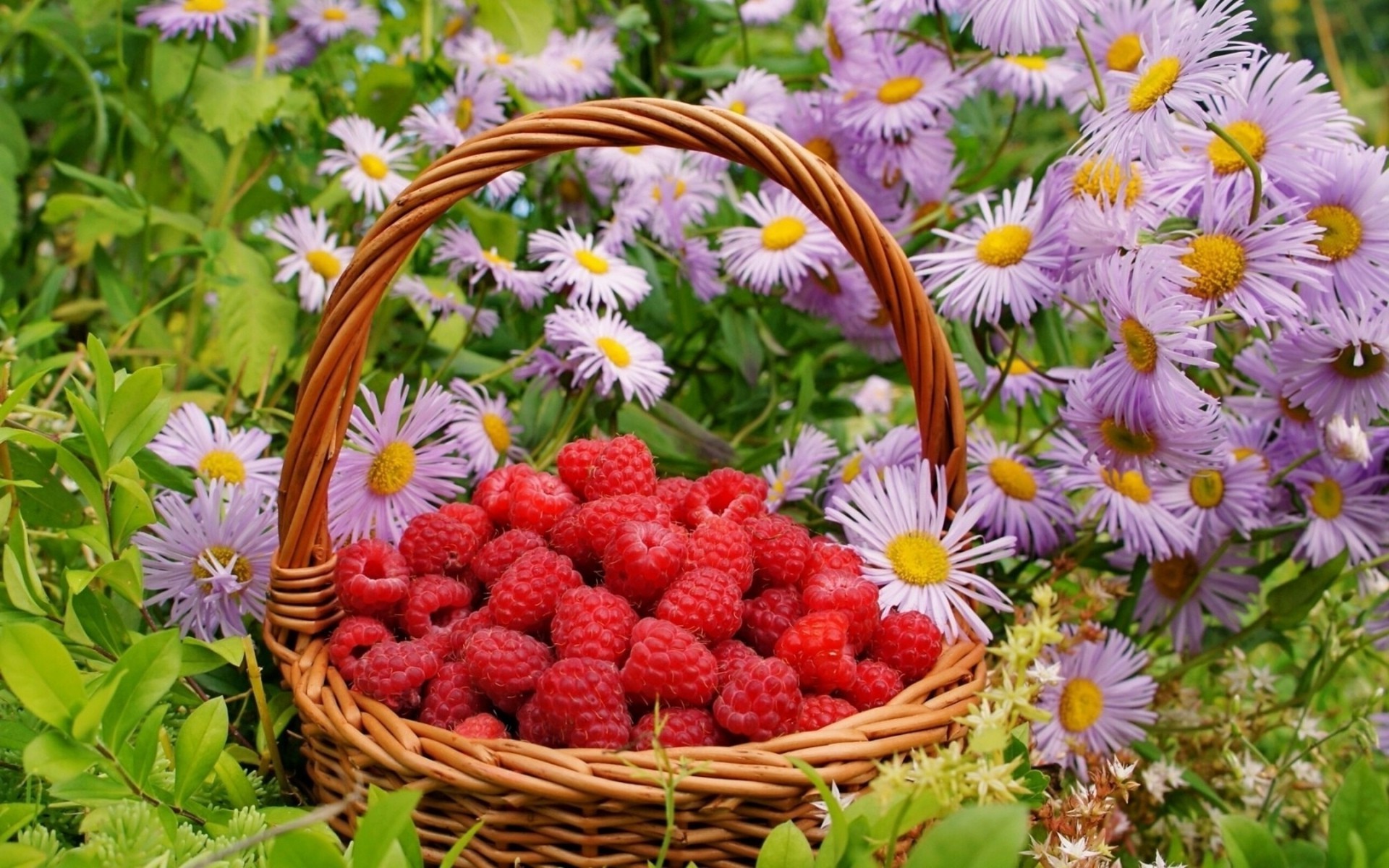 fruit nature flower garden flora summer close-up leaf color freshness floral blooming bright